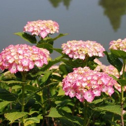 紫陽花