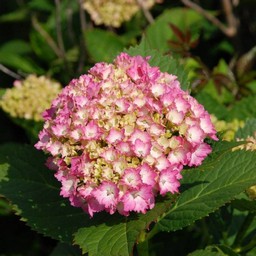 紫陽花