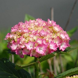 紫陽花
