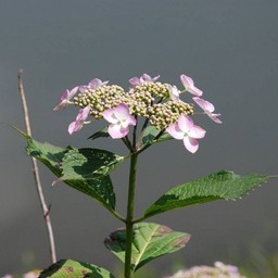紫陽花