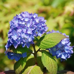 紫陽花
