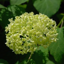 紫陽花