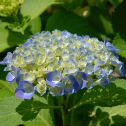 紫陽花