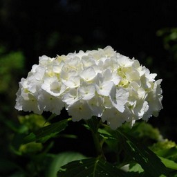 紫陽花