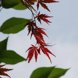 モミジ