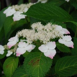 紫陽花