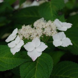 紫陽花