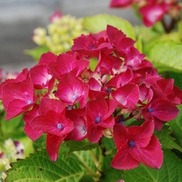 紫陽花