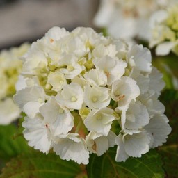 紫陽花