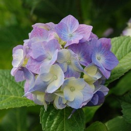 紫陽花