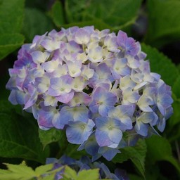 紫陽花