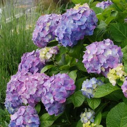 紫陽花
