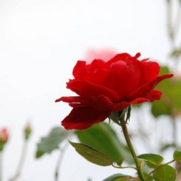 薔薇