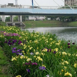 しょうぶ