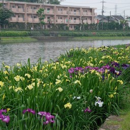 しょうぶ