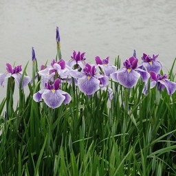 しょうぶ