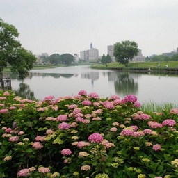紫陽花