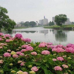 紫陽花