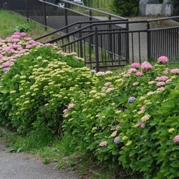 紫陽花