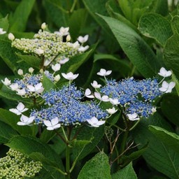 紫陽花