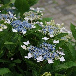 紫陽花