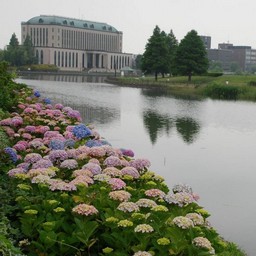 紫陽花