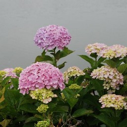 紫陽花