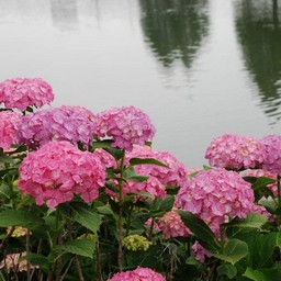 紫陽花