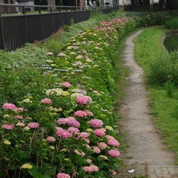 紫陽花