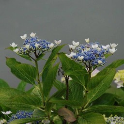 紫陽花