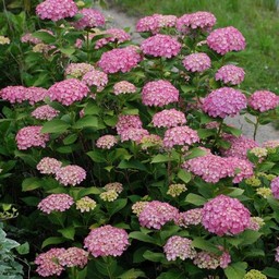 紫陽花