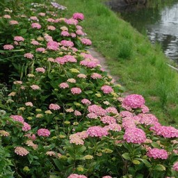紫陽花