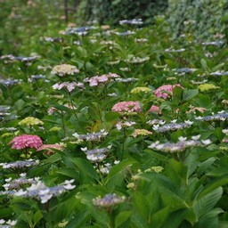 紫陽花