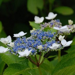 紫陽花