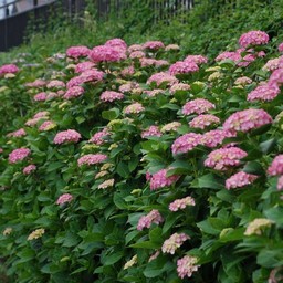紫陽花