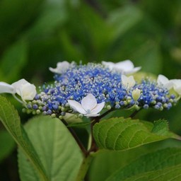 紫陽花