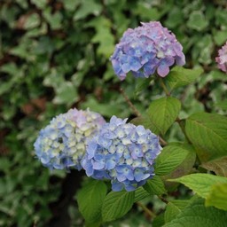 紫陽花