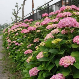 紫陽花