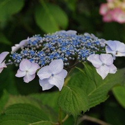 紫陽花