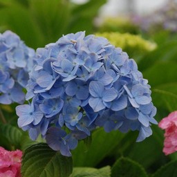 紫陽花