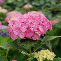 紫陽花