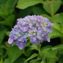 紫陽花