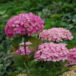 紫陽花