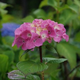 紫陽花