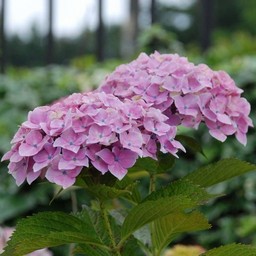 紫陽花