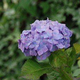 紫陽花