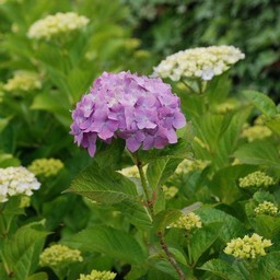 紫陽花