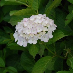 紫陽花
