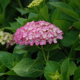 紫陽花