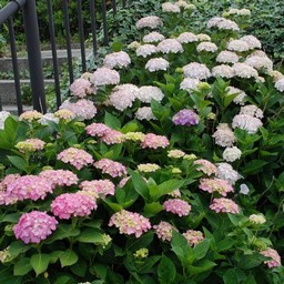紫陽花